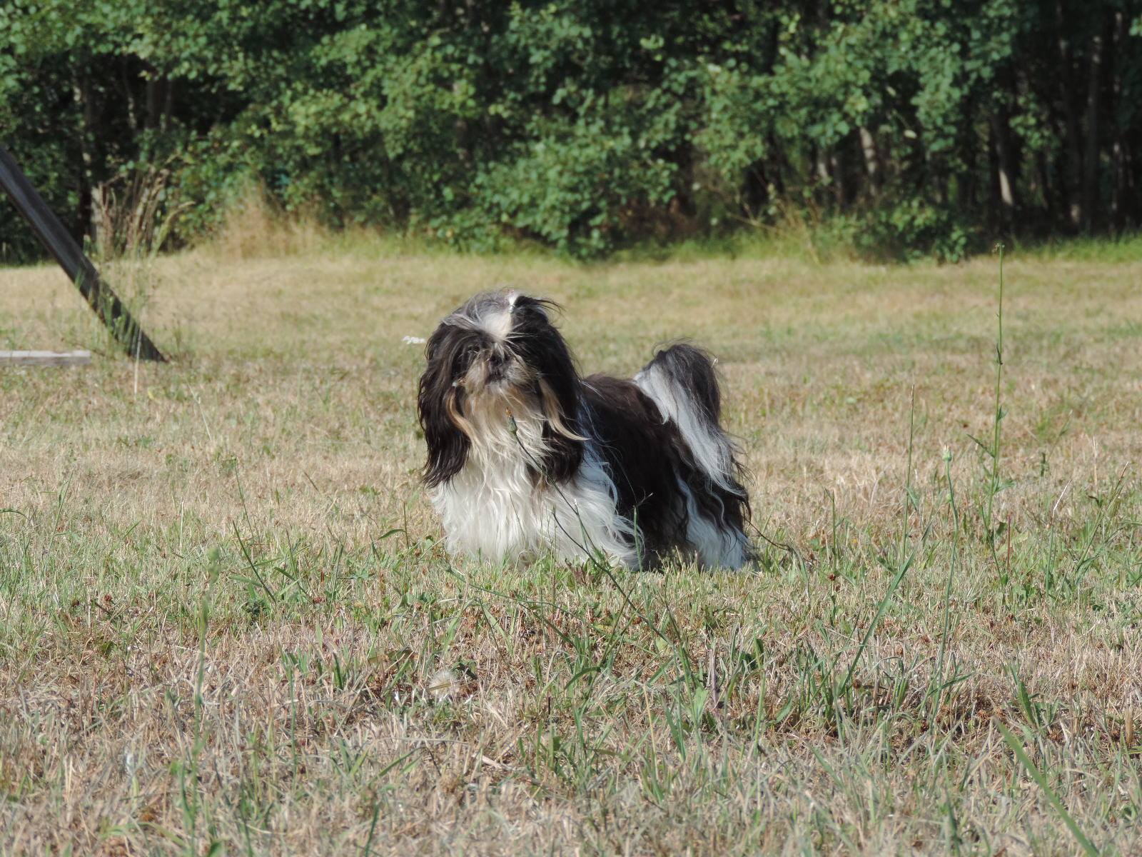 Makaio du clos chadocay
