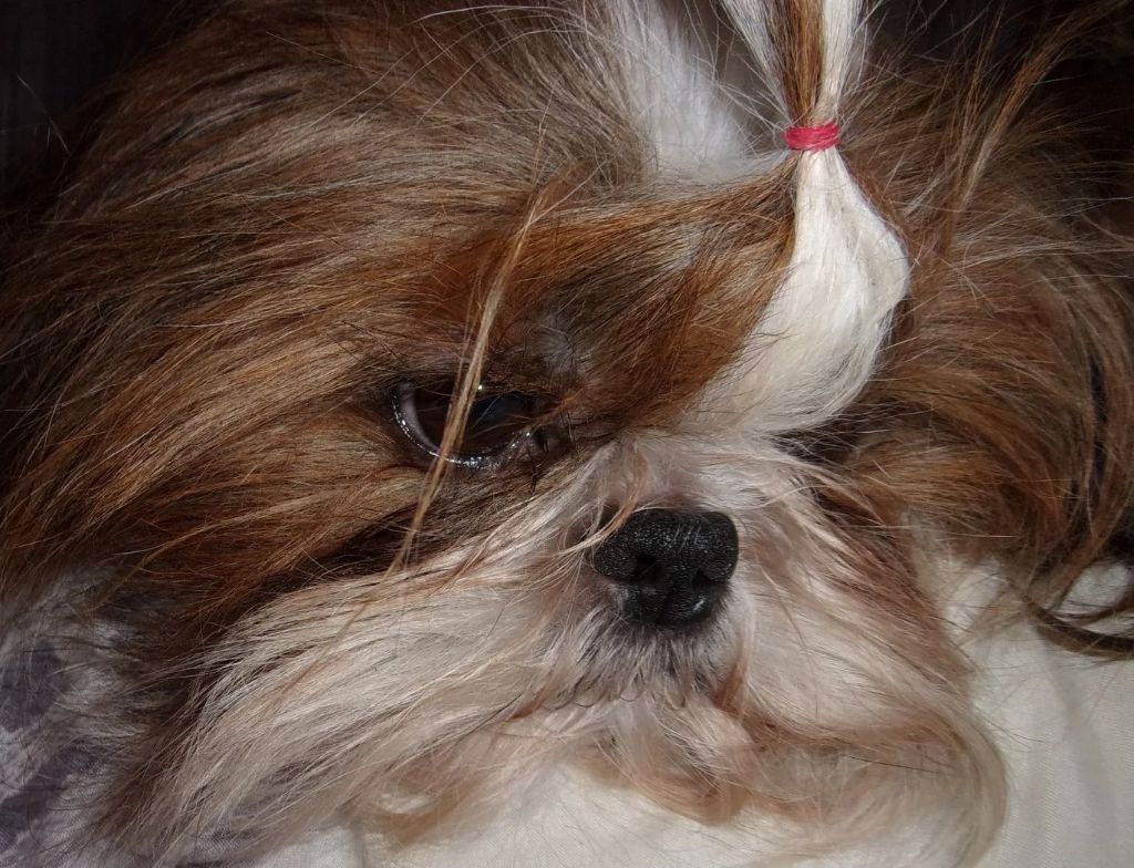 My-shihshu du clos chadocay