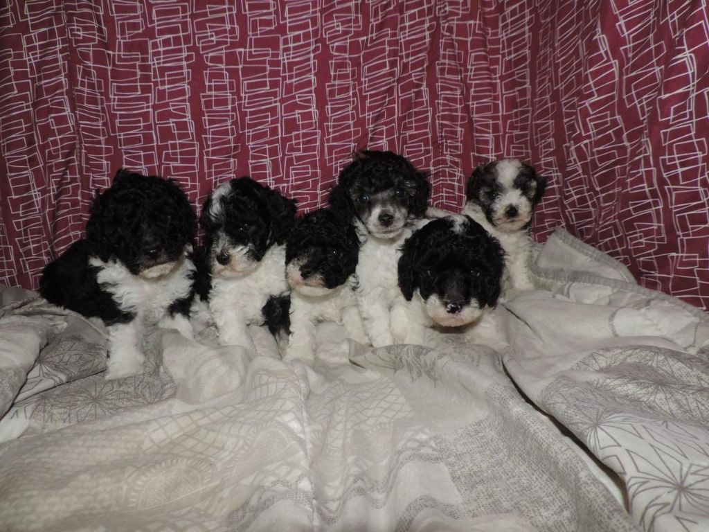 Chiot Chien Particolore à poil frisé de Cybèle des Can'tzu