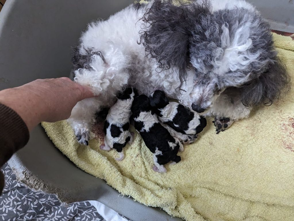 Chiot Chien Particolore à poil frisé de Cybèle des Can'tzu