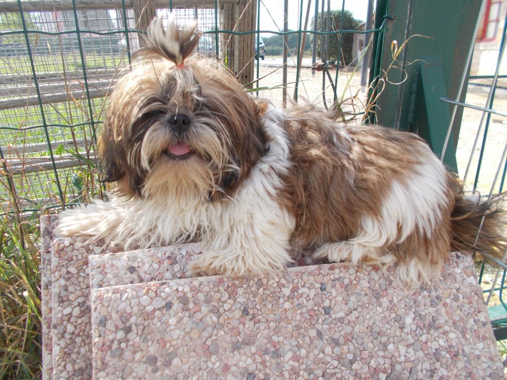 de Cybèle des Can'tzu - Chiots disponibles - Shih Tzu