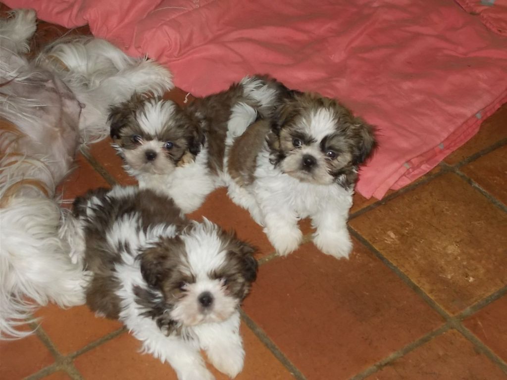 de Cybèle des Can'tzu - Chiots disponibles - Shih Tzu