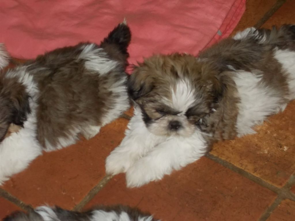 de Cybèle des Can'tzu - Chiots disponibles - Shih Tzu